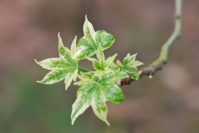 Liquidambar styraciflua 'Silver King'-ambroň západní 'Silver King'- jarní výhonky